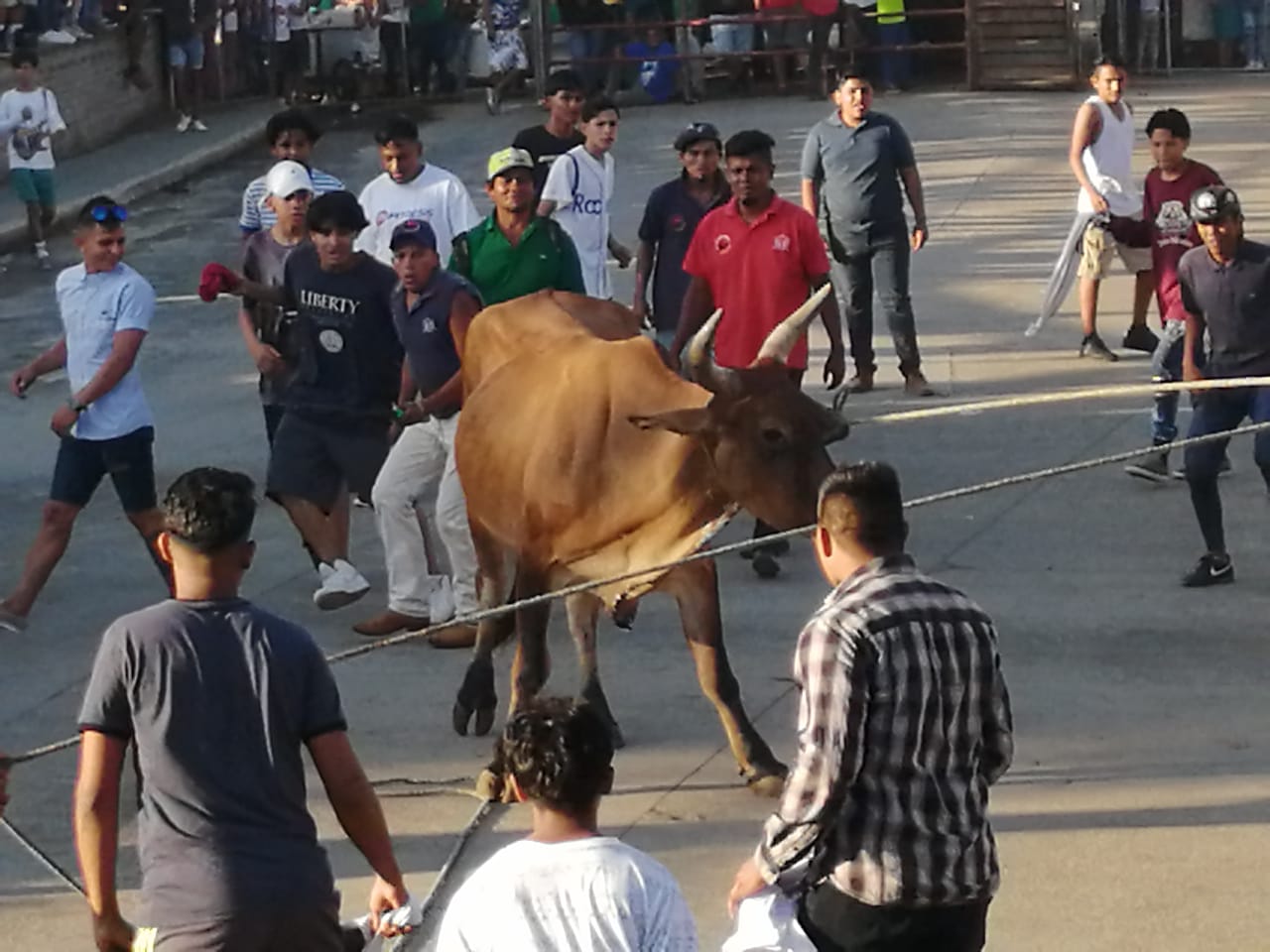 VACAS1